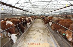 牛糞的營養(yǎng)價(jià)值以及六種用途(圖) 牛糞的營養(yǎng)價(jià)值以及六種用途(圖)